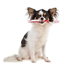 Chihuahua with a toothbrush in the mouth