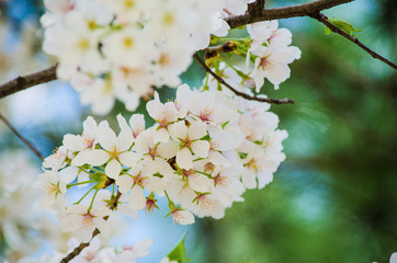 White cherry blossom in spring