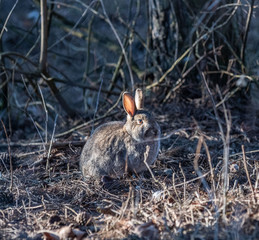 Hase