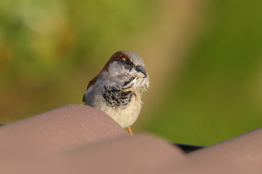 Adult male house sparrow, passer domesticus, sitting on roof tiles with a mouthful of nesting material.