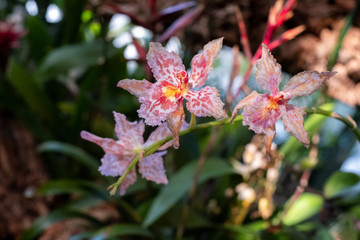 Tricyrtis Formosana with gorgeous spotted marks blooms in the heat of summer