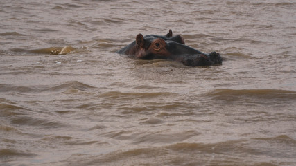 Fototapeta premium hippopotamus in a river in South Africa
