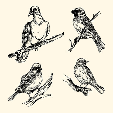vector sketches of birds: Blackbird, dove, Sparrow