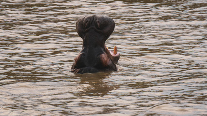 hippopotamus in a river in South Africa