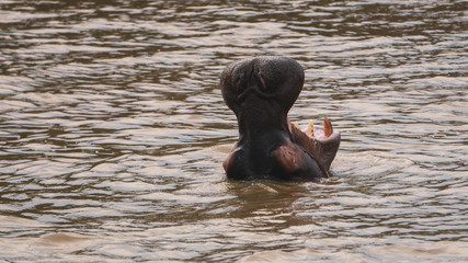 Fototapeta premium hippopotamus in a river in South Africa