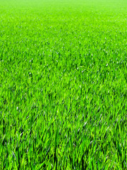 Obraz premium Green, fresh grass field, green lawn, Artificial grass. Green grass for golf course, soccer, football, sport. Green turf grass texture and background