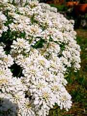 Flower in the first sunlight