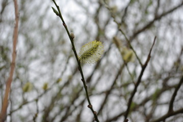 Wierzba © Tomasz Czerwiński