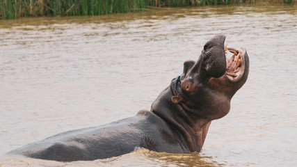 hippo in the water