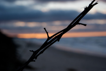 Samotna gałązka na tle zachodu słońca nad morzem
