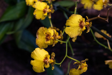 Orchid can reconomy. Spring yellow orchid flower on green bokeh background.