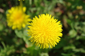 Kwiaty © Tomasz Czerwiński