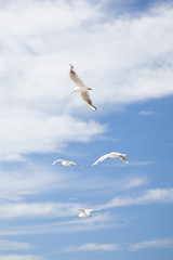 soaring seagull because of the blue and white sky