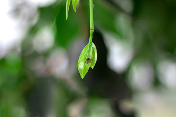 House fly, Fly, House fly on leaf