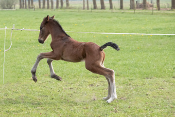 Cute small brown foal running in trot free in the field. Animal in motion