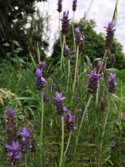 lavender flowers in the garden