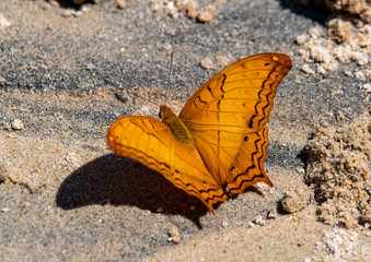 Schmetterling