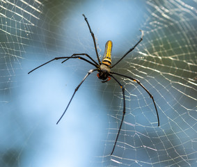 Spinne