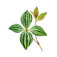 Watercolor peperomia leaf. Exotic green plant isolated on white. Hand painted detailed artwork. Realistic botanical illustration for wedding design, cards, decor