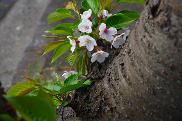 桜