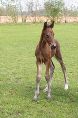 Naklejka na ściany i meble A young brown sport foal standing free on a spring meadow