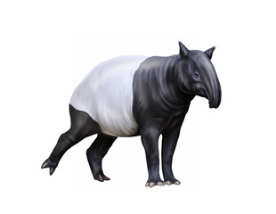 Tapirus (Acrocodia indica)