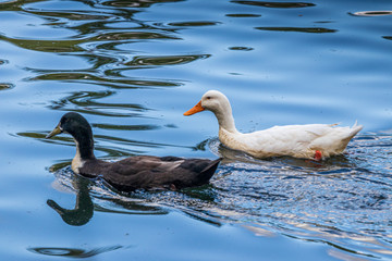 Duck at Mclaren falls in New Zealand