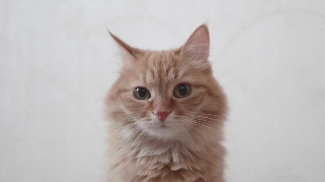 Cute ginger cat looks attentively in camera. Fluffy pet on white background.