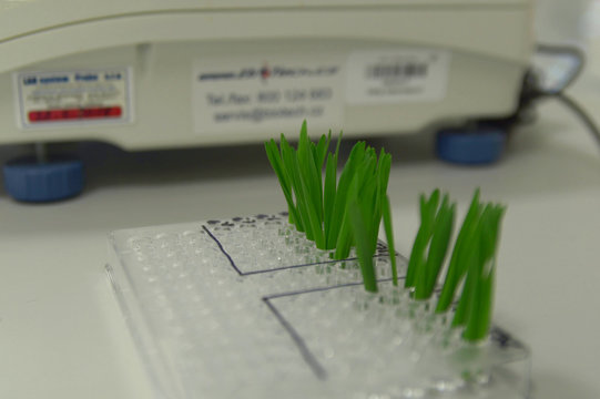 Scientific research laboratory of plant phytohormones, scientist prepares samples of wheat common Triticum aestivum and weighs tweezers then adds cytokinin solution further incubator