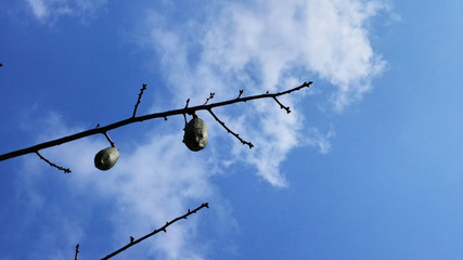 Under the blue sky and white clouds kapok tree fruit landscape