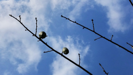 Under the blue sky and white clouds kapok tree fruit landscape