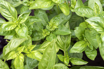 Fresh organic green basil growing in the garden. Top view of plenty fresh green basil plant leaves. Green basilico bushes. Greenery, green garden natural organic food