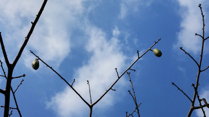 Under the blue sky and white clouds kapok tree fruit landscape