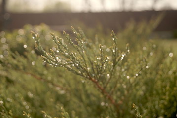 rain drops on coniferous bush close up