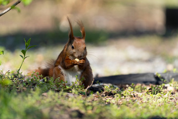 Wiewiórka w parku © Wiktor