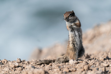 Wiewiórka kanaryjska © Wiktor