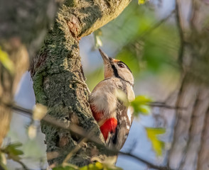 Buntspecht im Baum