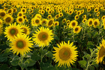 Obraz premium Yellow flowers of sunflowers on the field. Selective focus
