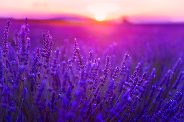 Lavender flowers at sunset in Provence, France. Macro image, selective focus. Beautiful summer...