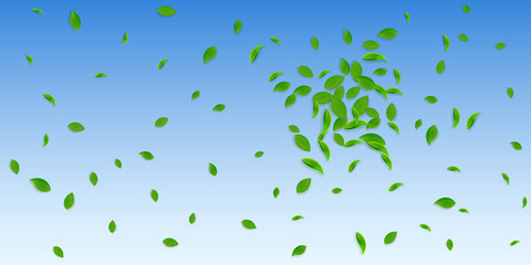 Fototapeta na wymiar Falling green leaves. Fresh tea chaotic leaves fly