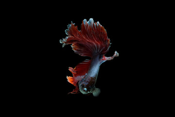 Betta fish, betta splendens (Fullmoon betta )isolated on black background