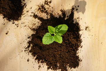 Gärtnern: Junge Pflanze wächst in aufgehäufter Erde, Minze, Melisse, Blumenerde, Gartenerde auf...