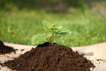 Gärtnern: Junge Pflanze wächst in aufgehäufter Erde, Minze, Melisse, Blumenerde, Gartenerde