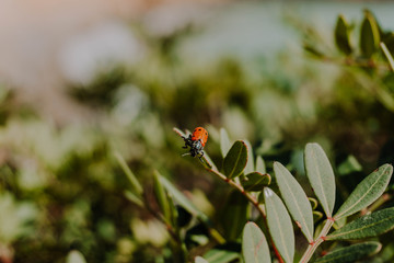 Background of the perfection of nature. Ladybug walking on a leaf Background. Close up Background.