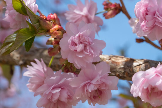 Prunus serrulata 'Kiku-shidare-zakura' Bl&uuml;tenstand