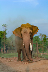 Fototapeta na wymiar elephant in the breeding center at chitwan national park in Nepal
