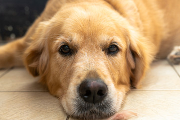 犬の動作　横たわる