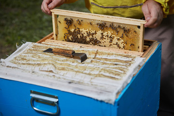 the beekeeper takes out the honeycomb