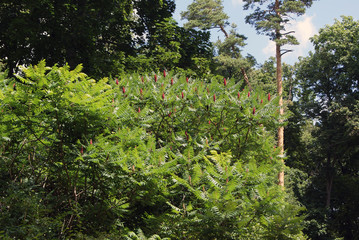 Fototapeta premium Several bushes of hairy sumach