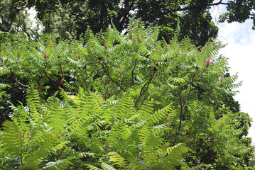 Plant of hairy sumach with flowers